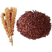 Finger Millet