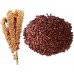 Foxtail millet Foxtail millet