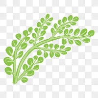 Moringa Oil Moringa Oil